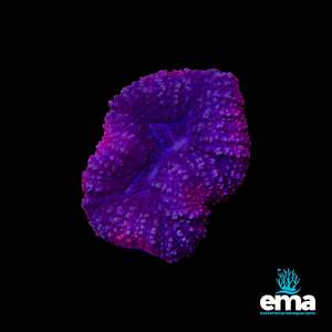 Purple & Pink Lobophyllia