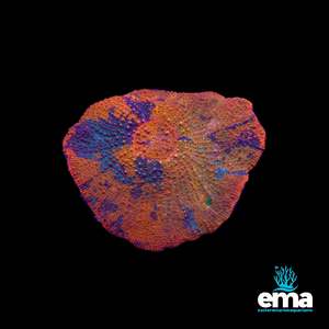 Coral 1: Ultra Toxic Orange & Green Scolymia Vitensis