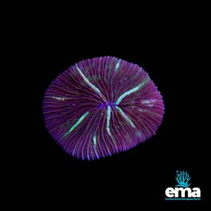 Coral 1: Purple & Green Fungia