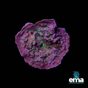 Coral 1: Purple & Green Leptoseris