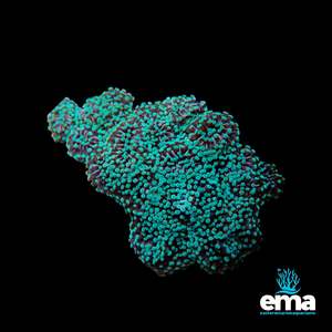 Coral 1: Green Euphyllia cristata