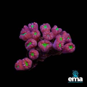 Coral 1: Toxic Green Center Candycane Colony