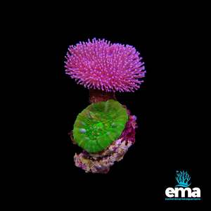 Soft Coral: Toadstool & Toxic Green Scolymia Australis Combo Rock