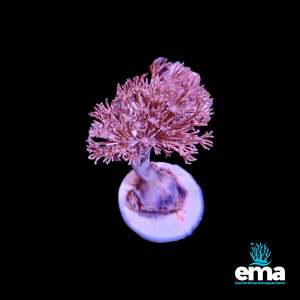 Soft Coral: Pulsing Xenia Fragment