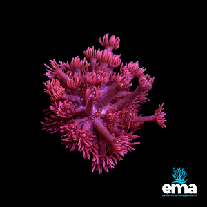 Lps Coral: Pink Goniopora Fragment
