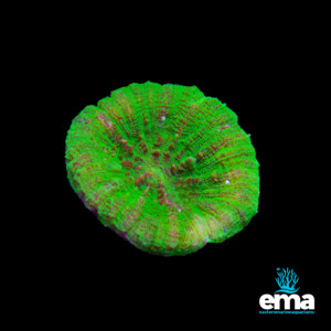Lps Coral: Toxic Green Scolymia Australis