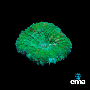 Lps Coral: Symphyllia - Toxic Green