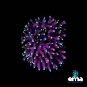 Sps Coral: Pink & Green Birdsnest