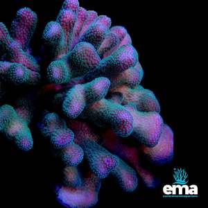Sps Coral: Green Stylopora