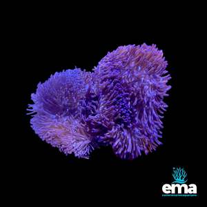 Anemones: Purple Heteractis Magnifica Anemone