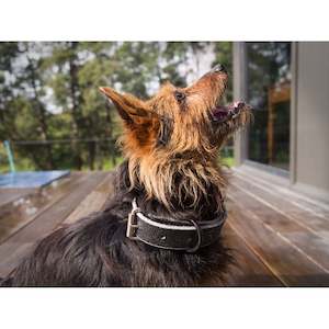 Dog Accessories: Easts Leather Dog Collar Heavy Duty 38mm