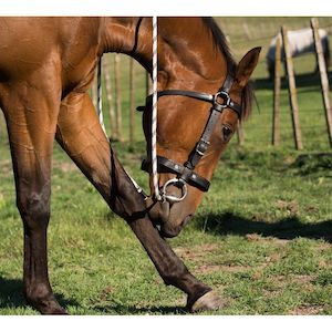 East Bridles Reins Halters: Easts Leather Standard Station Bridle with Noseband