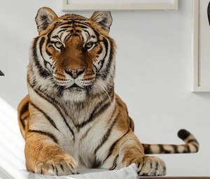 Self Adhesive Wall Sticker :2 (Clearance)