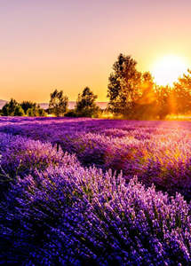 Wooden Wicks: French Lavender - Medium Wooden Wick Candle
