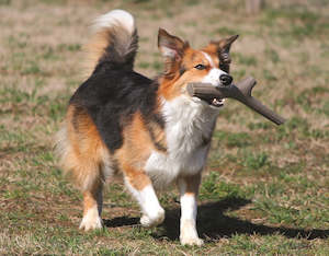 Premium Dog Cat Treats: Play Stick - Recyclable Dog Toy