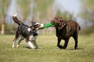 Premium Dog Cat Treats: Puzzle Treat Stick - Recyclable Dog Toy