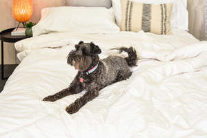 Favourites: Wool Winter Weight Machine Washable Comforter - New Zealand Made