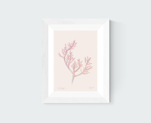 Botanical Prints: Red Agar Art Print