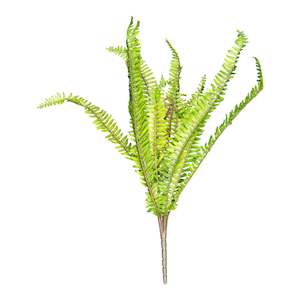 Boston Fern Stem