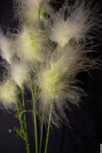 Artificial Flowers: Whisp Willow White & Yellow