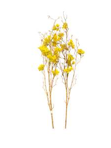 Oncidium Orchid Yellow