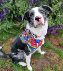 Accessories: Pet Tag Light