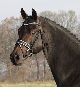 Dressage: Chico’s Boy