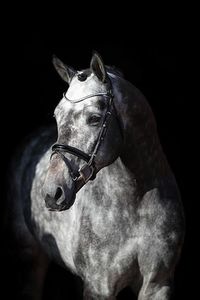 Charthago Blue OLD