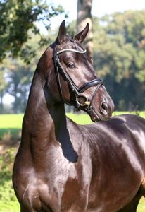 Cornet de Semilly