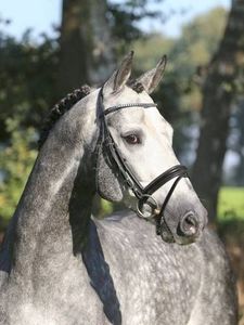 Hickstead White