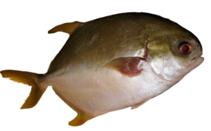 Golden Pompano Frozen 3el's Supermarket