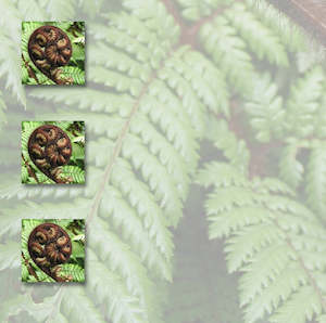 Patterned Paper 12x12 Craftco: Craft Co - NZ Papers - Textures & Iconic Images - 12x12 Paper Triple Fern