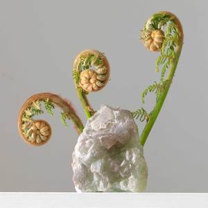 Fluorite (Brazil) Fern