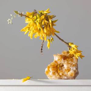 Terra Firma: Citrine (China) Kowhai