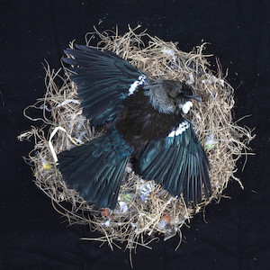 The Messengers Nga Karere: Home, haukāinga 1. 2022