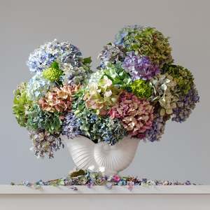 Floratopia: Hydrangeas 8.50 am  (Framed)