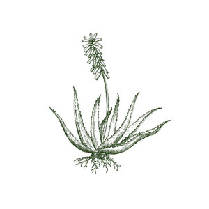 Products: Aloe Vera Nurture Mama