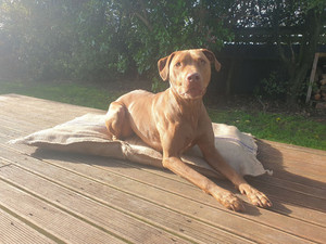 Products: ReHome Pet Bed energyworkshop