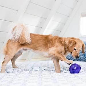 Food Toys: Planet Dog - Lil Snoop