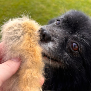 Novelty Enrichment: Possum fur offcut