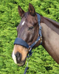 Halters Leads: CAVALLINO DELUXE PADDED HALTER & LEAD SET