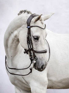 Products: Paragon – Equestrio Style