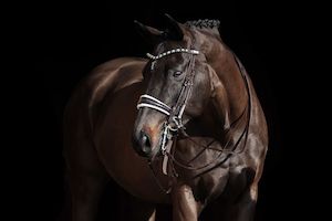 Products: Double Bridle GP Lacquered – Equestrio Style