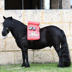 Products: Equissage Pony Pad CVT Therapy for Ponies & Young Horses