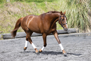 Products: Stallion Service to Chilli Sunday - Equus Auctions