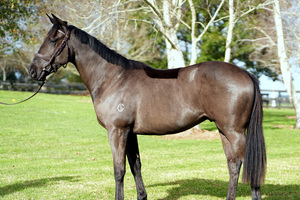 10% Share in a Wooded x Sociabeel (Savabeel) Gelding 1 - Equus Auctions