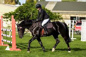 Products: MF Starburst Stallion Service Fee - Equus Auctions