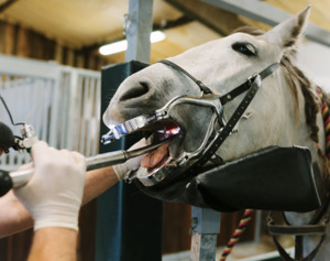 Products: Equine Dental at Canterbury Equine Clinic - Equus Auctions