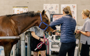 Equine Gastroscopy at Canterbury Equine Clinic - Equus Auctions