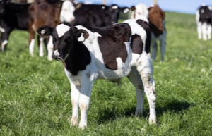 100KG Friesian Bull Calf - Equus Auctions
